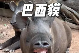 长得丑萌情绪稳定的巴西貘，山海经中的食梦兽就是这家伙 #神奇动物在抖音 #动物世界 #野生动物零距离 #巴西貘 #动物解说