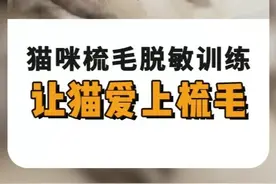 怕梳毛的猫崽仔看过来了，梳毛脱敏训练 #新手养猫 #小卢呼噜噜