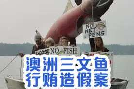 揭露澳洲养殖三文鱼，染色冒充野生行贿造假案视频封面