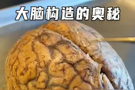 大脑的构造和功能，看完超乎你的想象 #科普 #人体奥秘 #涨知识