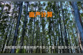 动动手指，计算桉树亩产量
#桉树 #大径材 #桉树产量测算 #桉树肥