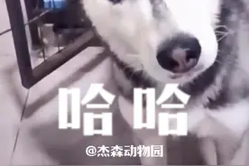 哈士奇：60斤体重59斤反骨 #狗 #哈士奇视频封面