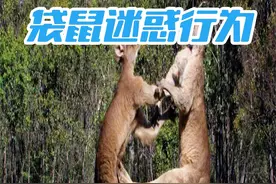 站在水里的袋鼠，为什么不能招惹？不要小瞧了它的攻击力！