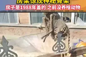 3月11日 黑龙江绥化，村民家扒房子时，房梁惊现神秘骨架。房子是1988年盖的，之前没养啥动物。#动物 #骨架视频封面
