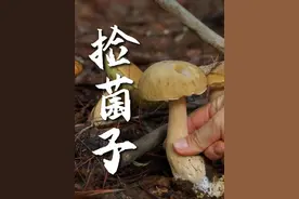 云南人最近只爱一件事：上山采菌子…… #野生菌 #捡菌子 #采蘑菇