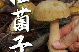 云南人最近只爱一件事：上山采菌子…… #野生菌 #捡菌子 #采蘑菇视频封面