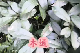 木通（内容仅供参考） #植物科普 #植物科普视频