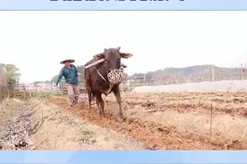 专家：农民需持证 才能使用农耕车！#农民 #耕地机 #三农 #安全驾驶 #现代农业机械视频封面