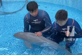 #杭州  #钱塘江  搁浅的#江豚  确定为东亚江豚，目前不能保持身体平衡，工作人员轮流在水中托着它！视频封面