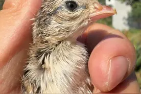 小鸟会把出壳第一眼看到的人当妈妈？ #动物世界视频封面