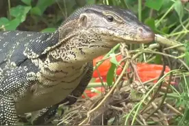 国外狩猎鬣蜥视频封面