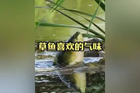 草鱼喜欢的4种气味，适合不同季节钓草鱼 #钓鱼才是抖音运动顶流视频封面