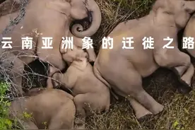 一路象北，云南野生亚洲象为了生存，毅然踏上了寻找新家园的路途视频封面