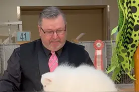 选美比赛上一只获奖的波斯猫猫，一身长毛蓬松得跟个大棉花糖一样 不敢想象它的手感能有多棒视频封面