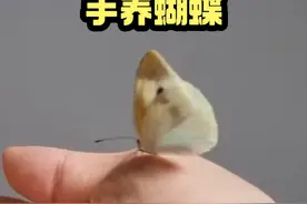 7分钟，完整记录手养小蝴蝶的过程#神奇的动物在抖音 #蝴蝶 #昆虫视频封面