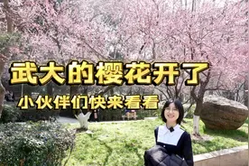 武大樱花第一时间打卡，趁人不多看早樱！#樱花 #武汉视频封面