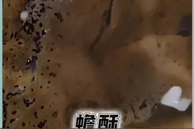 蟾蜍的毒液竟然有大作用，蟾酥 蟾蜍的毒液竟然有大作用，蟾酥#蟾酥 #科普 #蟾蜍的毒液