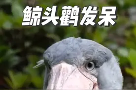 鲸头鹳的日常就是发呆，现存头最大的鸟，基本不用来思考 #鲸头鹳 #鲸头鹳鸟界二哈 #野生动物 #神奇动物 #神奇动物在中国视频封面
