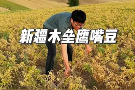 新疆木垒旱田地种植的鹰嘴豆 很多都是人工收割的#鹰嘴豆 #我为家乡农产品代言 #抖音助农视频封面