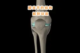 膝关节的解剖结构动画教学。#膝关节的解剖 #膝关节康复视频封面