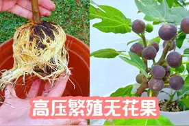 高压繁殖无花果苗，当年就会有惊喜，再也不用超市买。 #高压繁殖视频封面