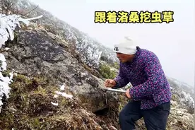 给嘿嘿，今天收获不错，萝卜炖猪终于出息了#乡村守护人视频封面