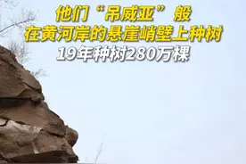 他们“吊威亚”般在黄河悬崖上种树，19年种树280万棵，被称为“悬崖造林队”视频封面