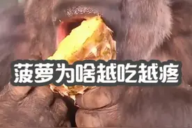 菠萝为啥会越吃越疼，正确的食用方法是咋样？ #吃菠萝为啥嘴疼 #菠萝正确吃法视频封面