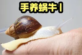 手养白玉蜗牛是种什么体验，100天见证蜗牛的繁殖过程