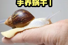 手养白玉蜗牛是种什么体验，100天见证蜗牛的繁殖过程