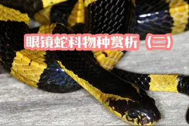 4K动物世界  眼镜蛇科物种赏析（二）#蛇 #眼镜蛇 #眼镜蛇科物种视频封面