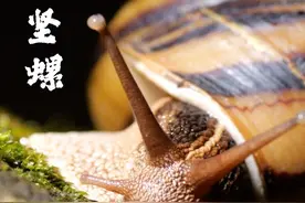 本土的大蜗牛—海南坚螺
#海南坚螺 #蜗牛 #尺蠖 #动物科普  #自然奇境科普季视频封面