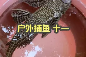 淡水清道夫能在海水里存活吗？实验告诉你 #粤品月香 #DOU来广东百千万 #2024新农人计划 #上班族的生活时尚大秀 @抖音短视频视频封面