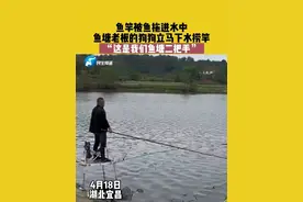 4月18日，湖北宜昌，鱼竿被鱼拖进水中，鱼塘老板的狗狗立马下水捞竿 来源：@翘嘴杀手 #万万没想到 #萌宠成精了 #狗狗视频封面