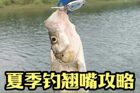 夏季钓翘嘴的出钓时间、选钓位、用饵全攻略