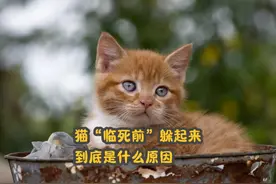 猫咪“临死前”躲起来的原因，看完，泪目了！ #猫咪