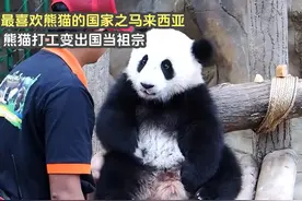 最喜欢熊猫的国家马来西亚，本以为是熊猫打工，谁知道出国当祖宗视频封面
