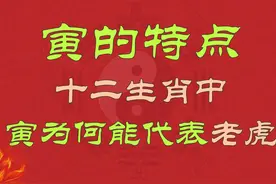 寅的特点：生肖中，为何寅能代表老虎 #四柱八字 #易学智慧