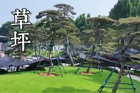 北京—禹州，18个小时的日夜兼程， 把高尔夫球场同款草皮带回家