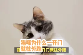 猫咪为什么一开门就往外跑？养猫多年现在才明白。#猫 #猫咪