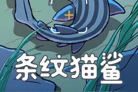 章鱼克星 条纹鲨 带纹长须猫鲨（poroderma africanum），喜欢以章鱼和鱿鱼等头足类动物为食。它们的卵囊看起来像带有卷须的钱袋，雌性长须猫鲨将它们固定在水下结构上。它们将在大约 5 到 6 个月后孵化。#科普 #鱼类 #鱼类科普 #动画 #治愈画风视频封面