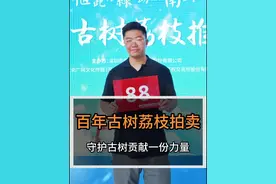 现场拍卖百年古树荔枝，是一种怎样的体验视频封面