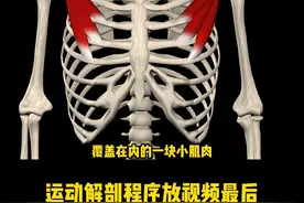 胸小肌每个人都需要放松的一块肌肉#运动解剖 #健身干货 #健身教学视频封面