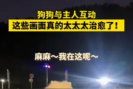 狗狗与主人互动，这些画面真的太太太治愈了！视频封面