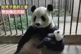 母凭子贵的兰香，带娃懒出天际，还是毛遂自荐去的重动视频封面