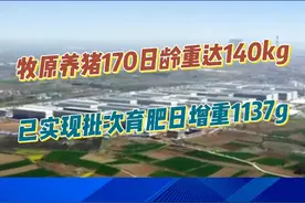 秦英林：牧原养猪170日龄重达140kg！已实现批次育肥日增重1137g！#牧原 #养殖 #养猪 #猪企 #育肥 #养猪人视频封面