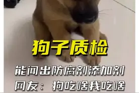 原来狗的鼻子能闻出添加剂，人爱的零食被狗嫌弃，网友买狗当质检 #搞笑 #狗狗 #娱乐 #热点 #食品安全视频封面