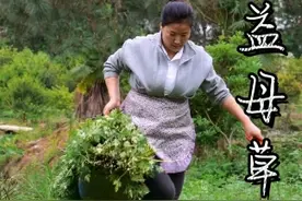 这不起眼的益母草又被称为女人草，每年益母草长出来的时候我都会采些熬成益母草膏，常备家中。毕竟女孩子，任何时候都要记得好好爱自己。#新农人计划2023 #乡村守护人视频封面