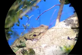 国外狩猎鬣蜥视频封面