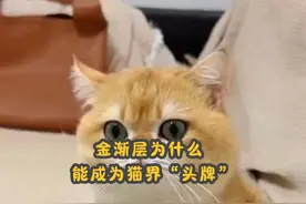 金渐层为什么能成为猫界“头牌”？这几大优点，越养越上瘾视频封面